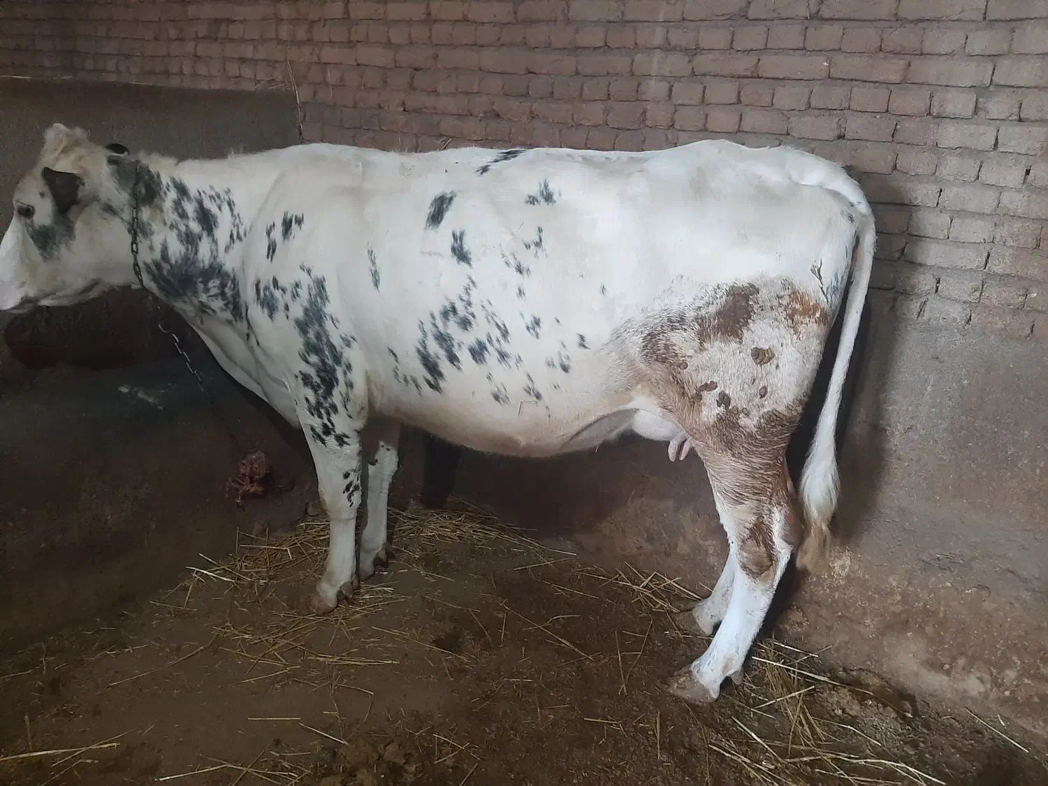 گاو شیری|حیوانات مزرعه|هیر, |دیوار