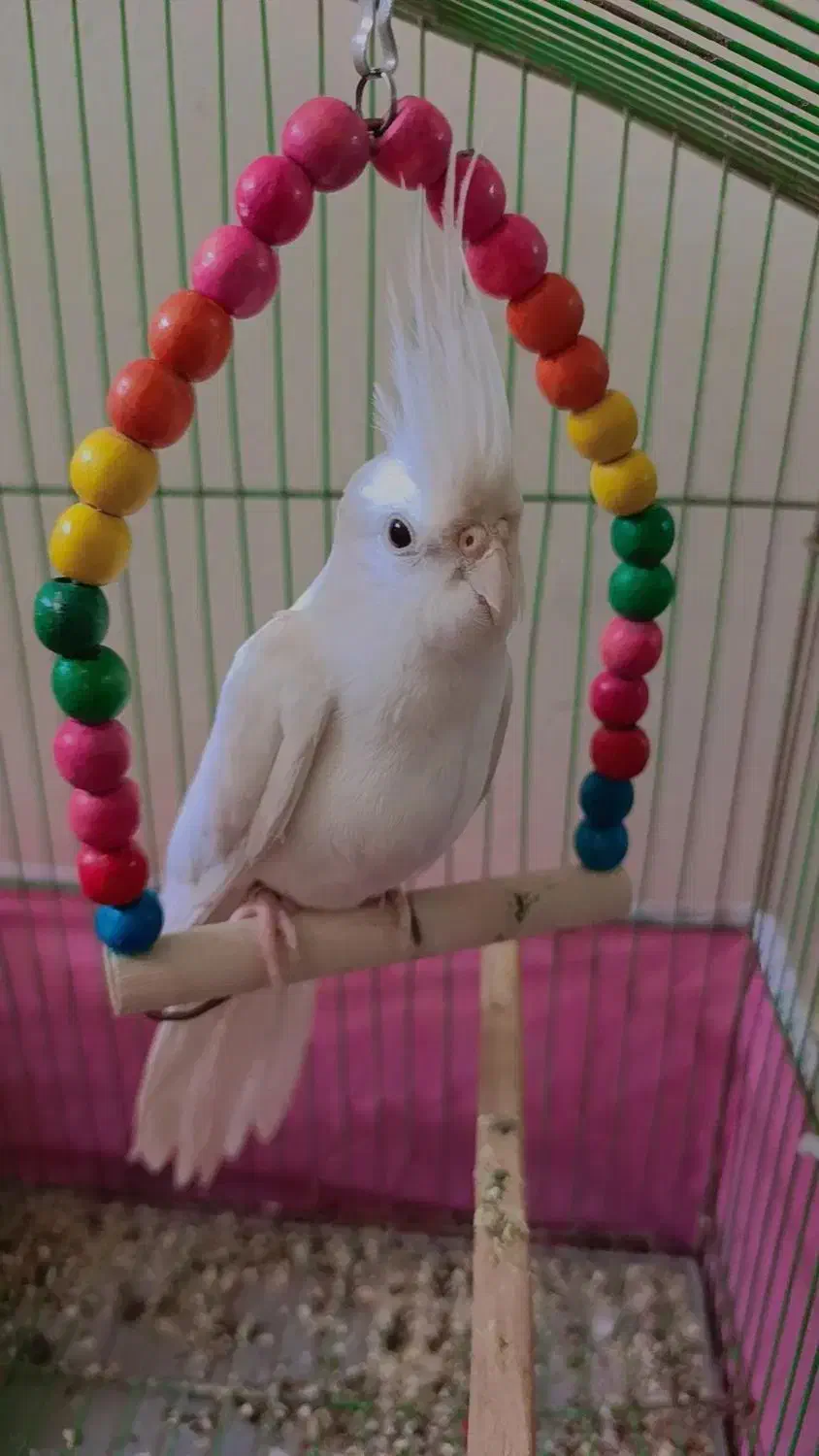 عروس هلندی البینو|پرنده|جیرفت, |دیوار