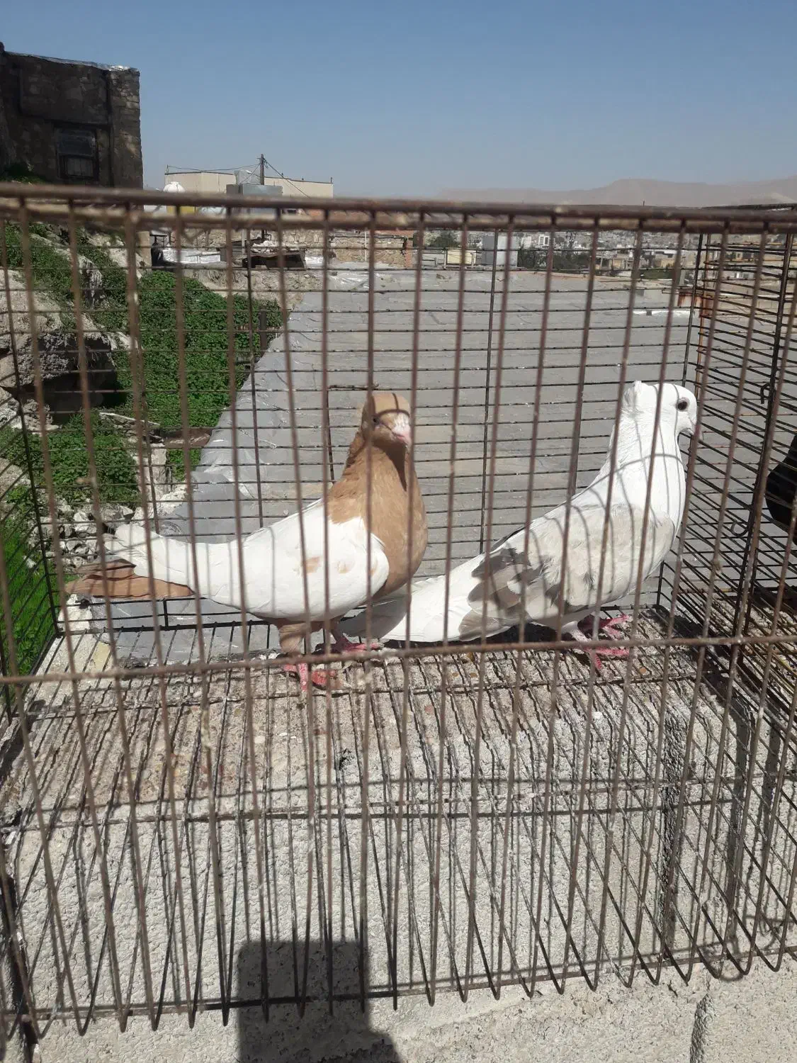 کبوتر|پرنده|مسجد سلیمان, |دیوار