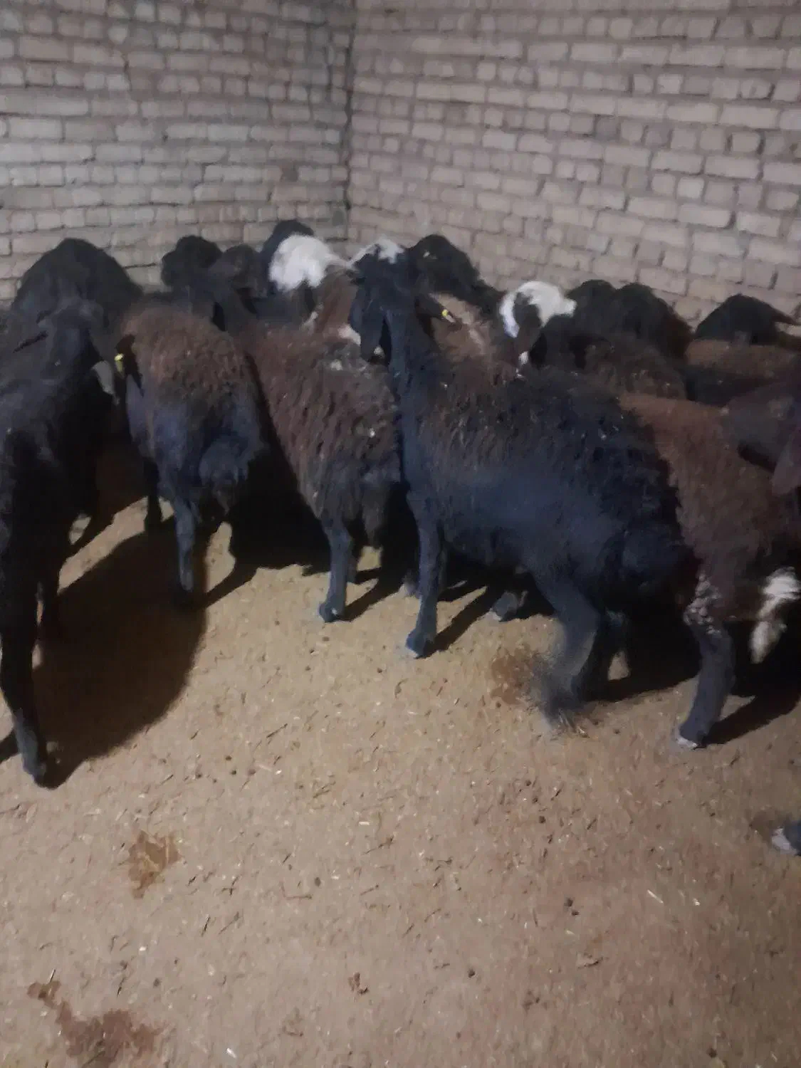 شیشک|حیوانات مزرعه|الیگودرز, |دیوار