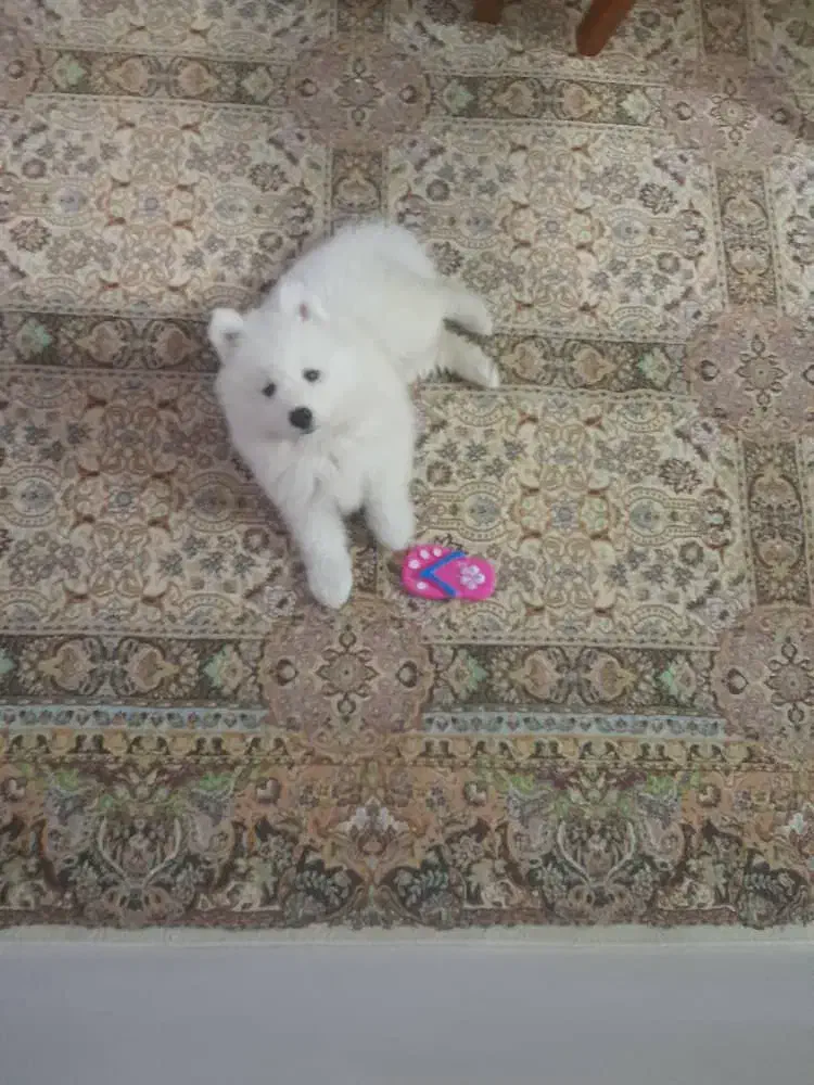 سامویید|سگ|رشت, سعدی (تختی)|دیوار