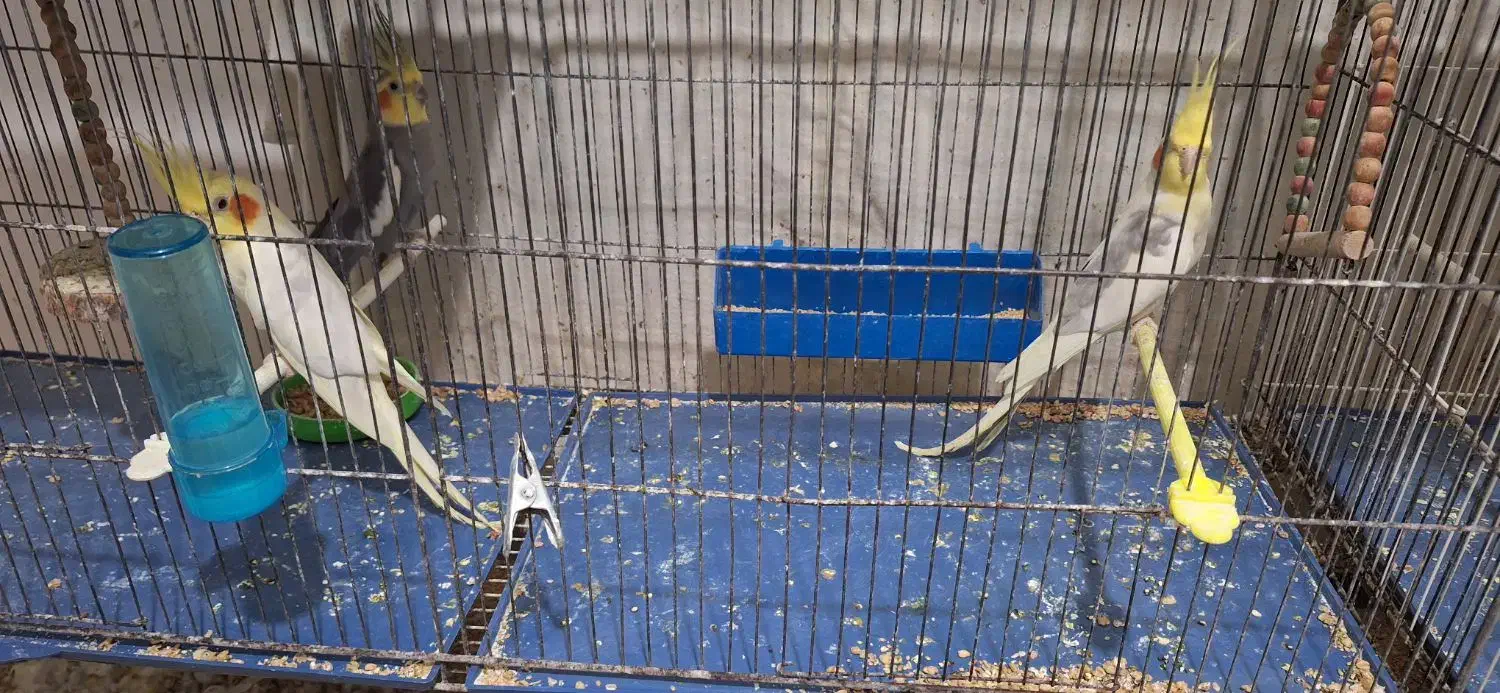 عروس هلندی مولد و فنچ|پرنده|گلبهار, شهر جدید گلبهار|دیوار