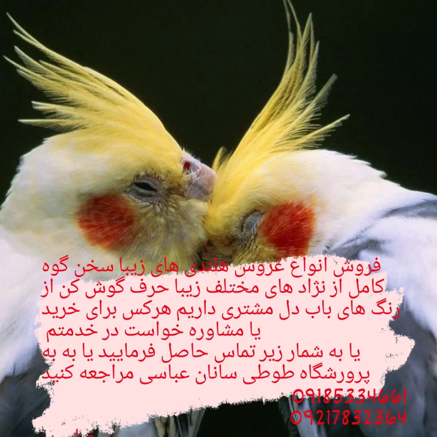 طوطی عروس هلندی|پرنده|قروه, |دیوار