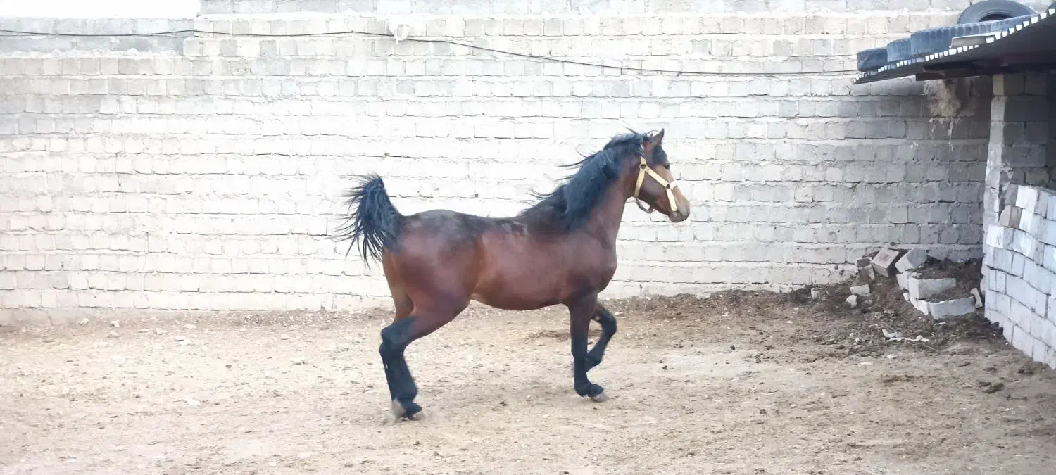 مادیان و نریان کورد اصیل کورد(حراج)|اسب و تجهیزات اسبسواری|سقز, |دیوار