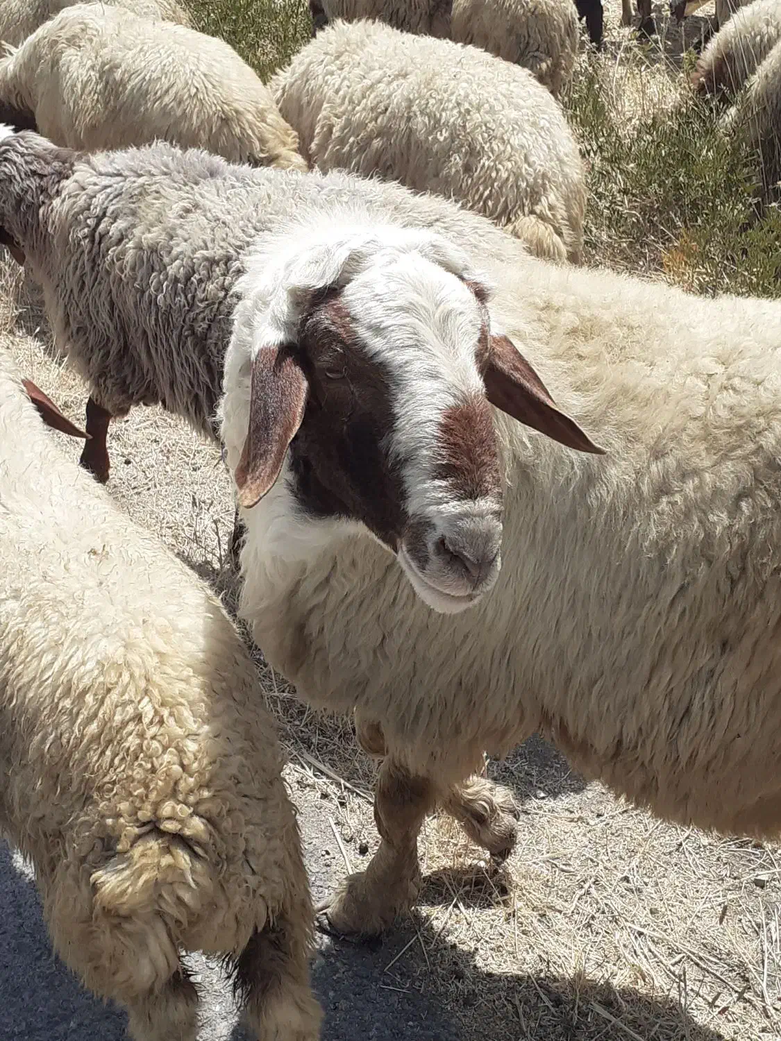 قوچ شیره دارداشتی|حیوانات مزرعه|کرمانشاه, |دیوار