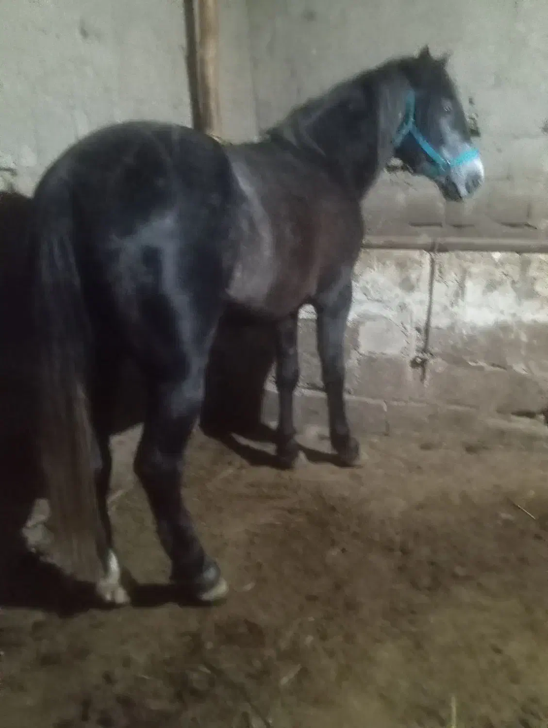 فروش اسب نریان 4سال|اسب و تجهیزات اسب‌سواری|سیلوانه, |دیوار