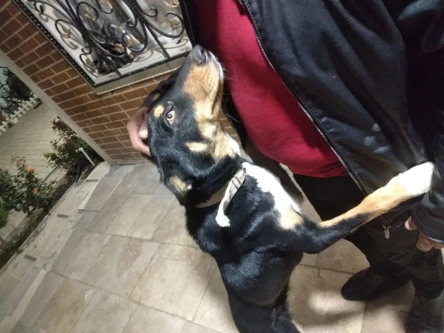 واگذاری سگ کلپی استرالیایی|سگ|فردیس, شهرک ناز|دیوار