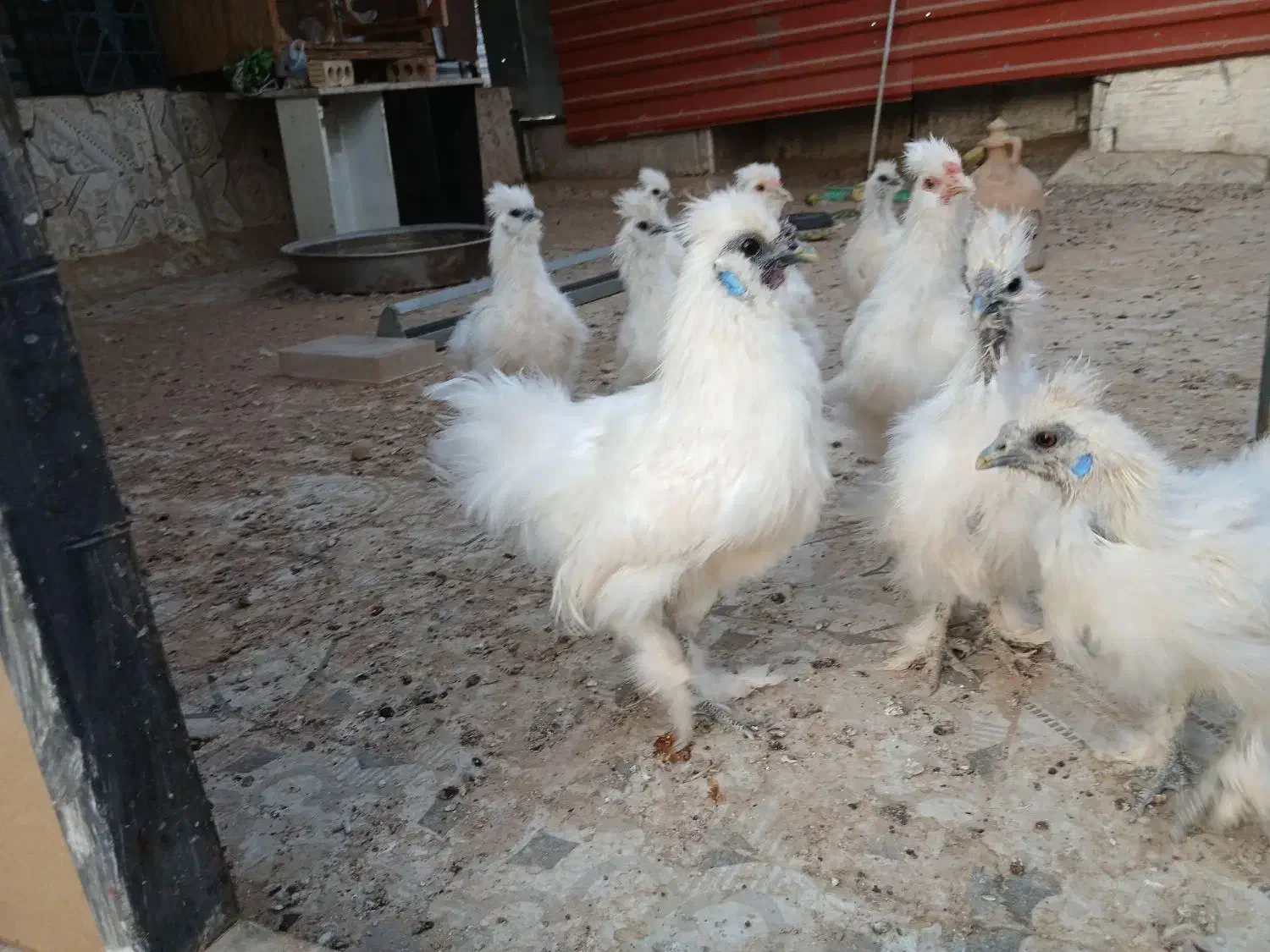 نیمچه مرغ وخروس ابریشمی|حیوانات مزرعه|شیراز, شهرک سراج‎|دیوار