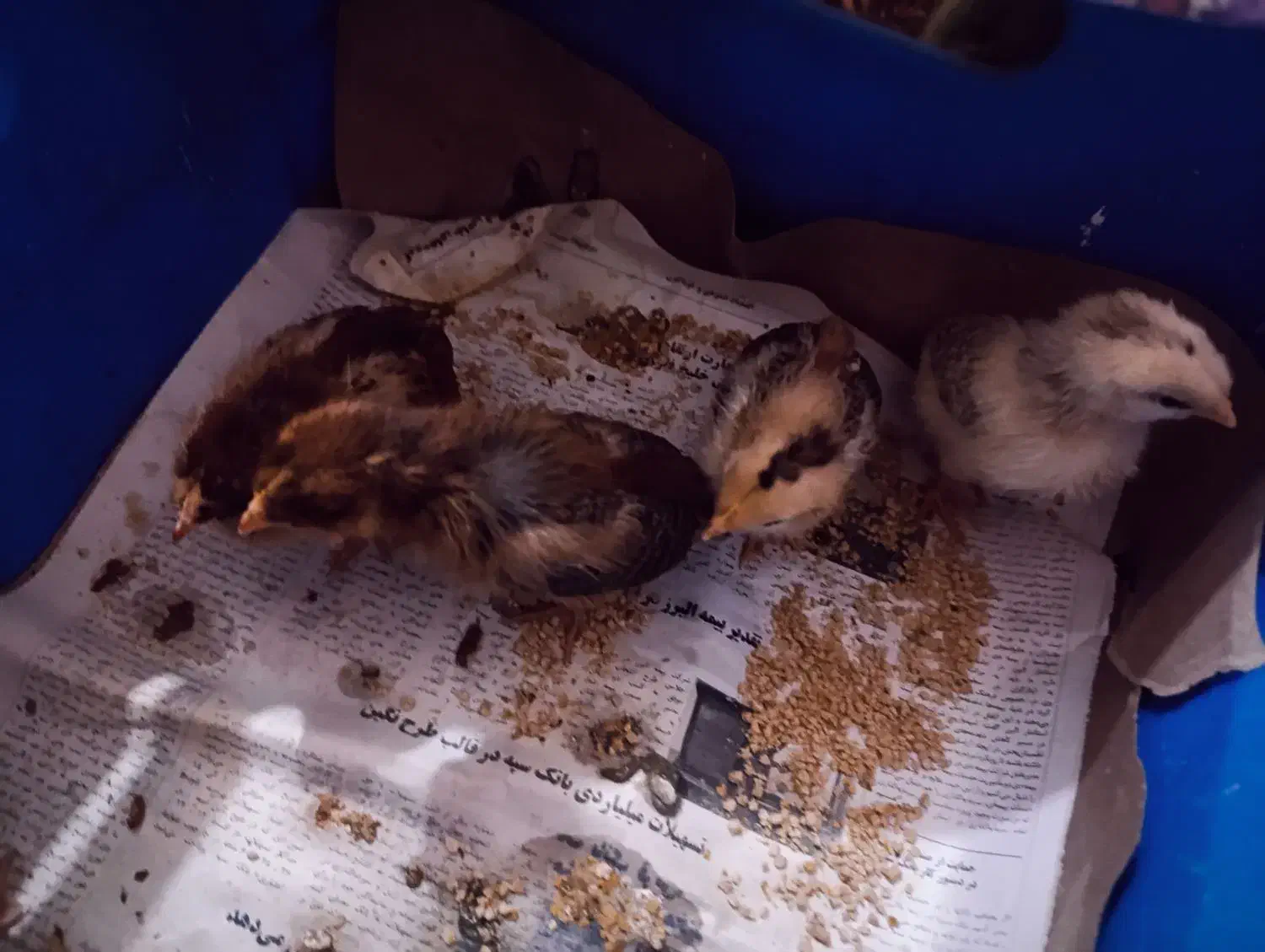 جوجه محلی ۲ هفته ای|حیوانات مزرعه|بهشهر, |دیوار