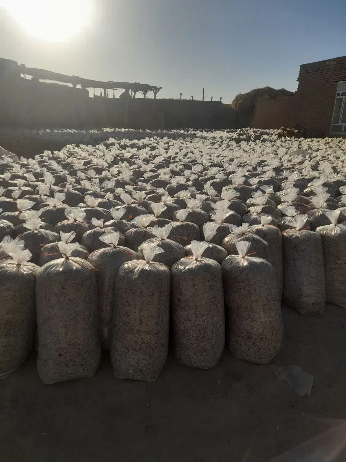 فروش‌تفاله‌تر‌چغندرمیاندواب|لوازم جانبی حیوانات|میاندوآب, |دیوار