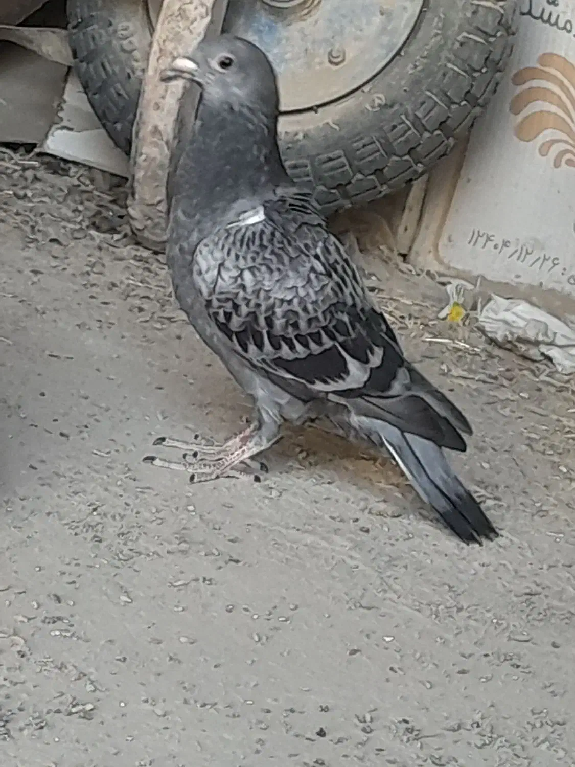 کبوتر|پرنده|هیرمند, |دیوار