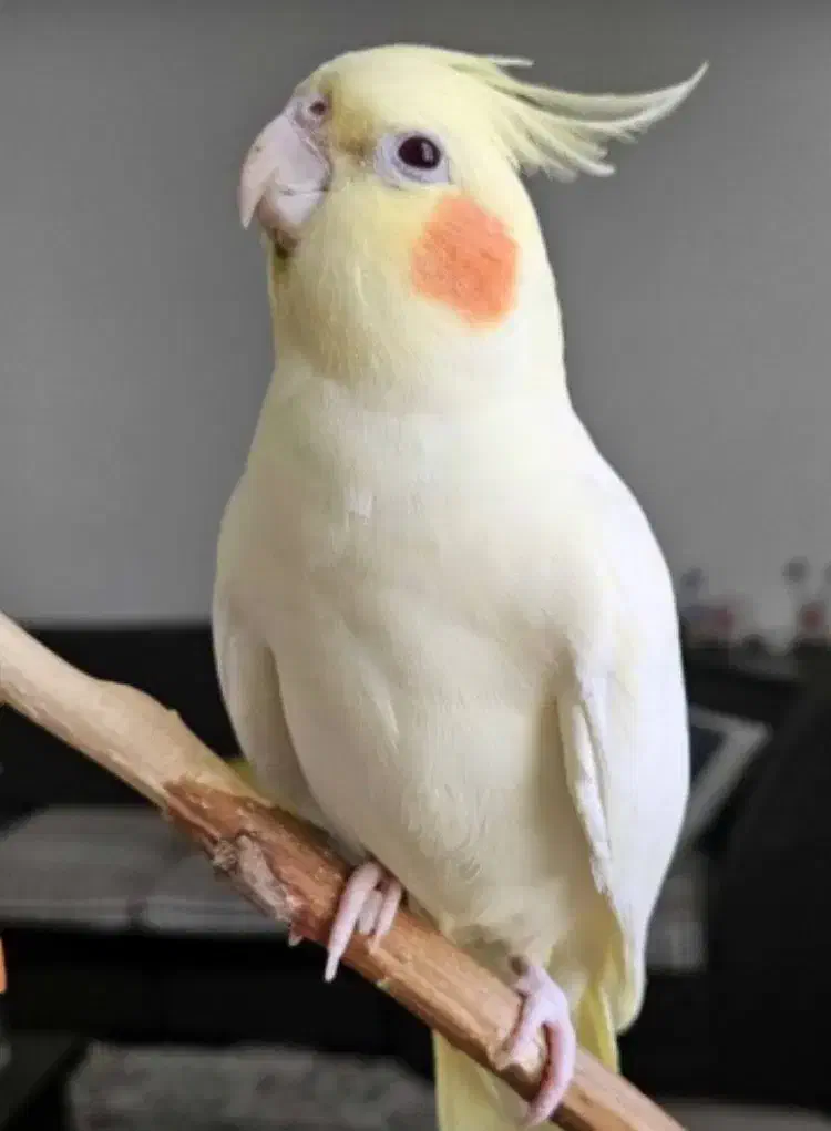 یک عروس هلندی گم شده|حیوانات|قم, قلعه یزدیها|دیوار