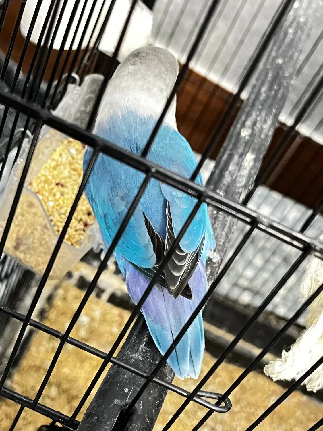 کوتوله برزیلی|پرنده|قم, شاه سید علی|دیوار