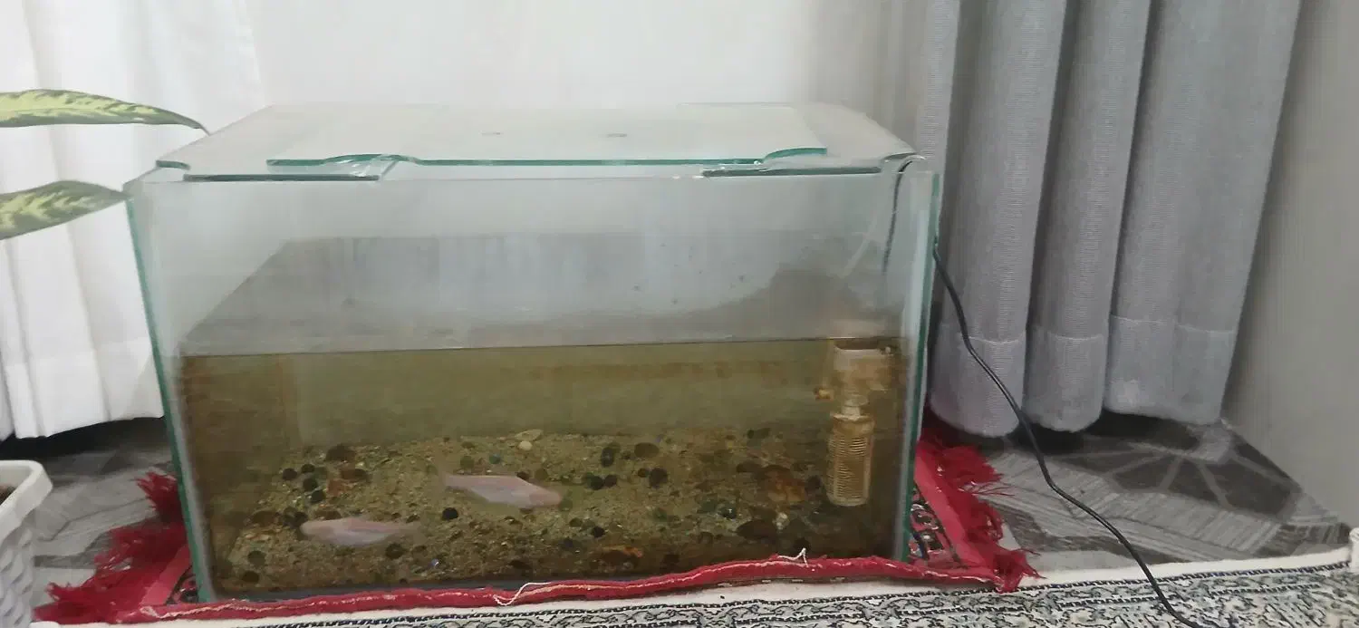 اکواریوم|ماهی|میبد, |دیوار