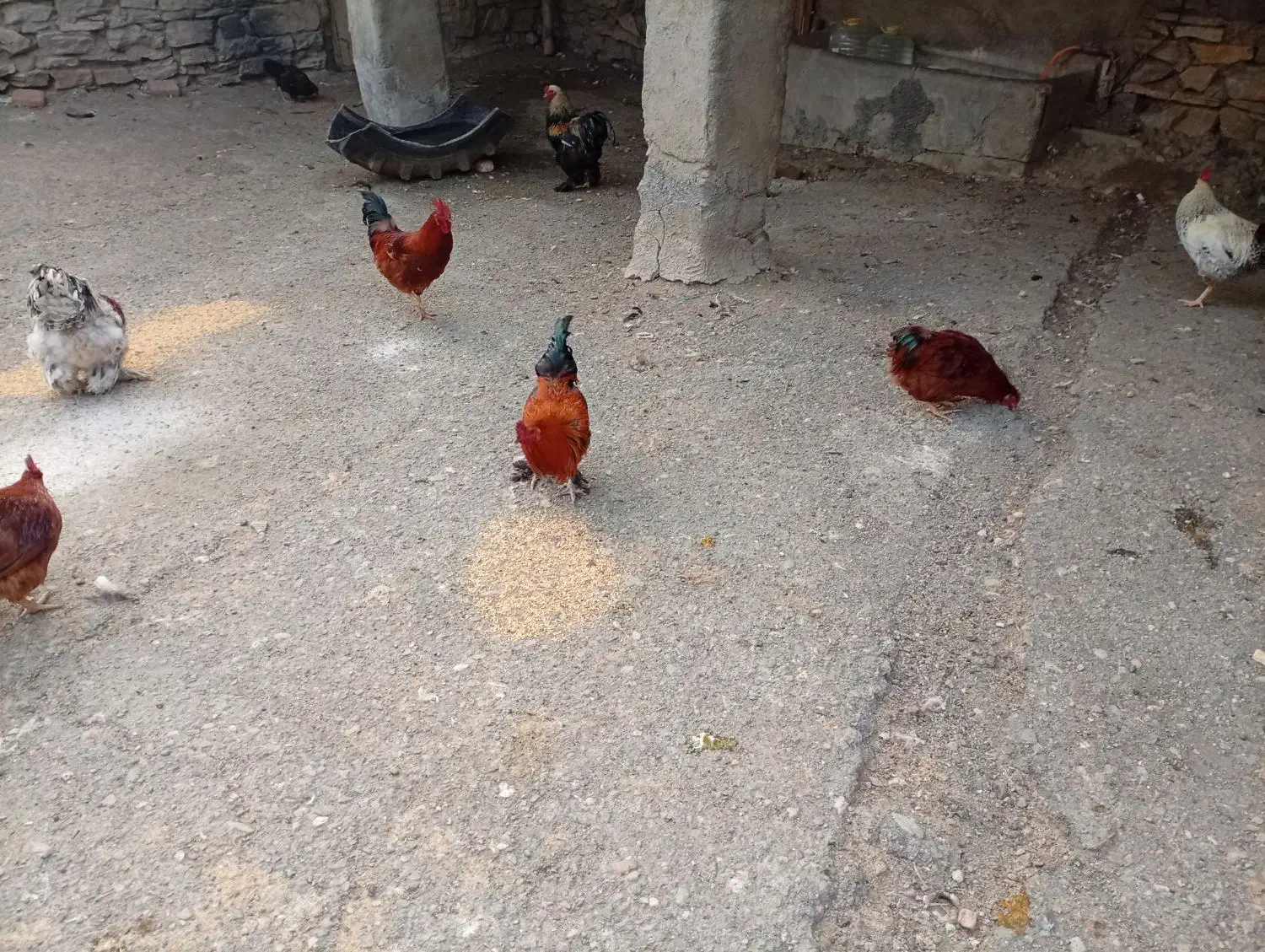 خروس|حیوانات مزرعه|بانه, |دیوار