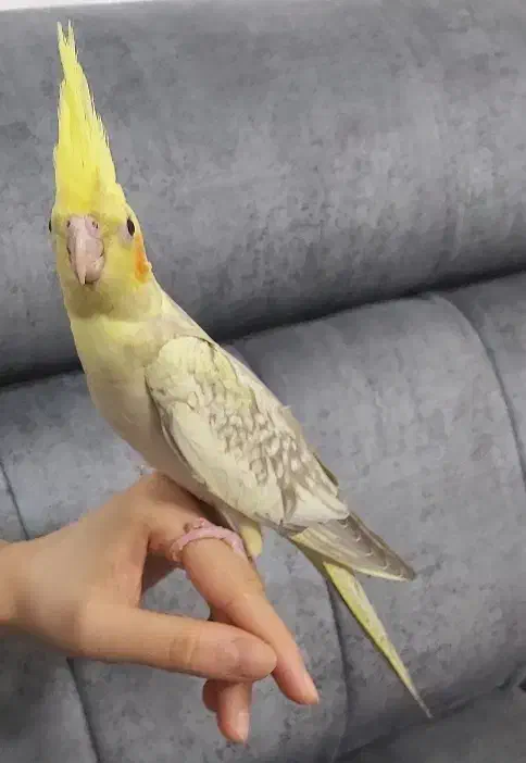 جوجه عروس هلندی|پرنده|آمل, |دیوار