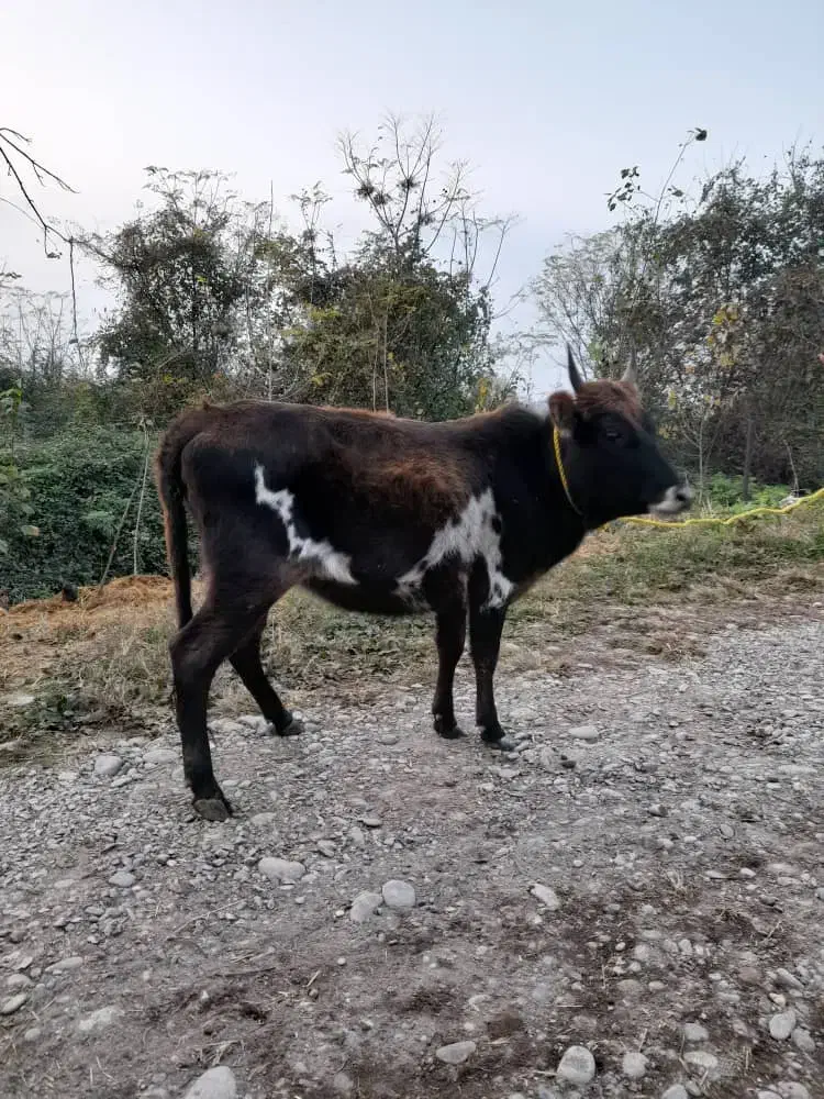 لیشه چالوسی گاو ماده|حیوانات مزرعه|سنگر, |دیوار