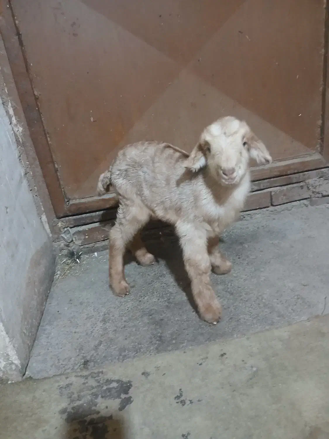 بزغاله شیری|حیوانات مزرعه|اصفهان, قائمیه|دیوار