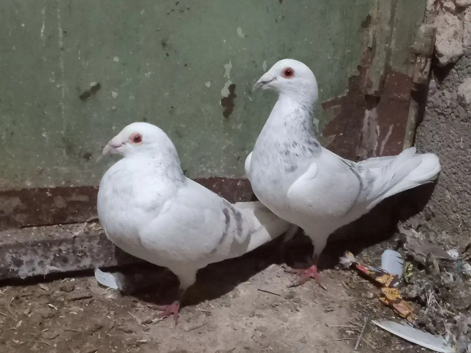 سار اقون|پرنده|آبکوه, |دیوار