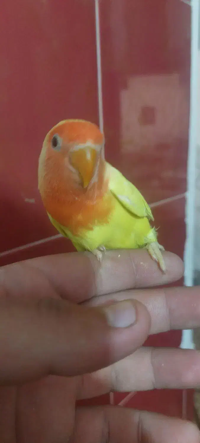 فروش برزیلی دسی|پرنده|داراب, |دیوار