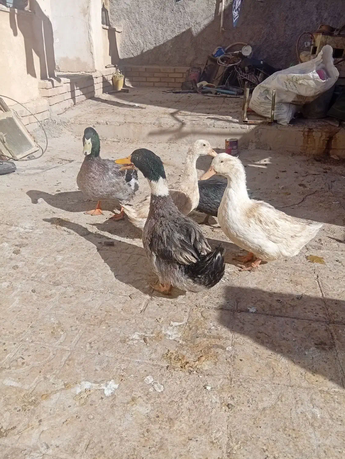 اردک نر،وماده|حیوانات مزرعه|شهرضا, |دیوار