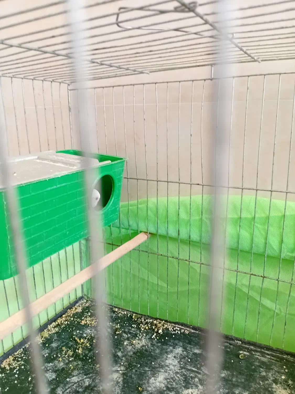 یک جفت مرغ عشق باجوجه|پرنده|اندیمشک, |دیوار