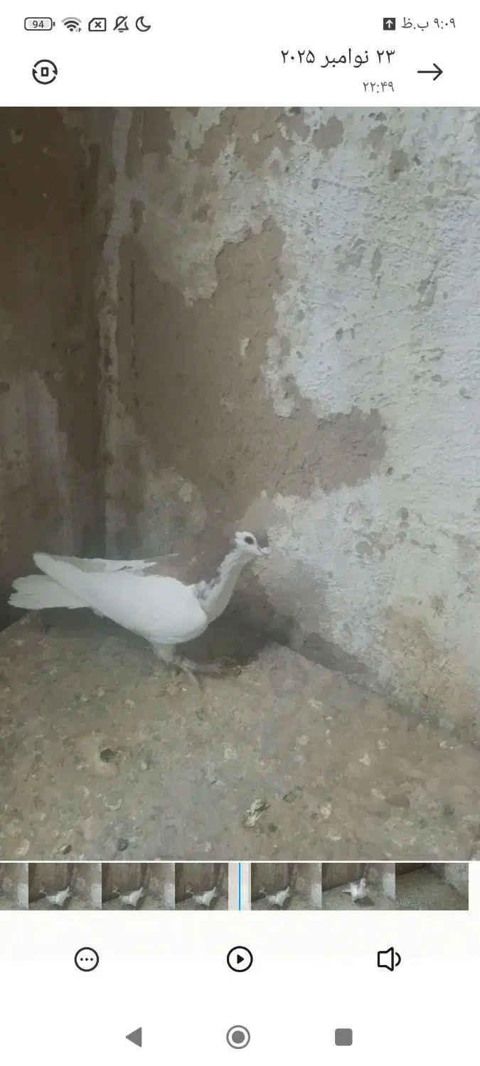 خال زرد|پرنده|شهرآباد, |دیوار