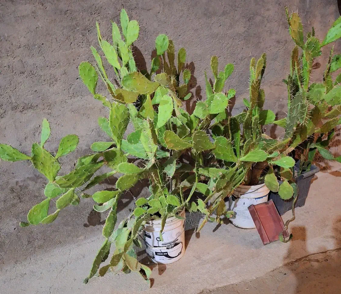 گل کاکتوس وآلوورا|گل و گیاه طبیعی|تاکستان, |دیوار