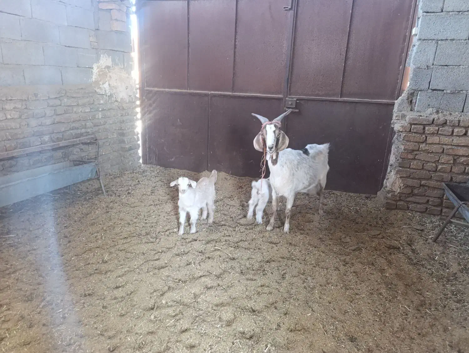 گوسفند فروشی|حیوانات مزرعه|گناباد, |دیوار