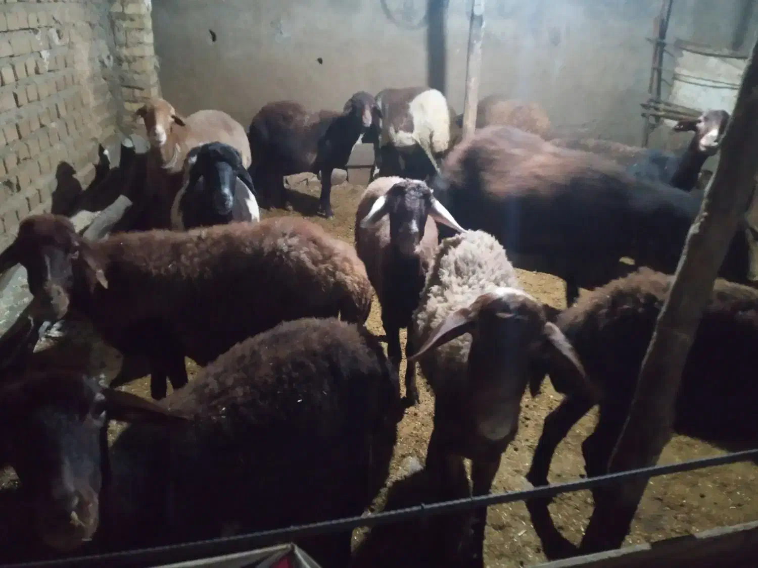 گوسفند|حیوانات مزرعه|رامیان, |دیوار