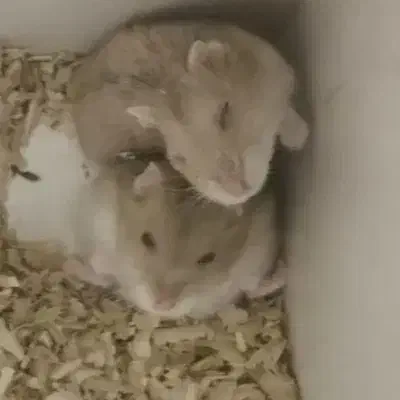 سه عدد همستر|موش و خرگوش|اصفهان, شهرک کوثر|دیوار