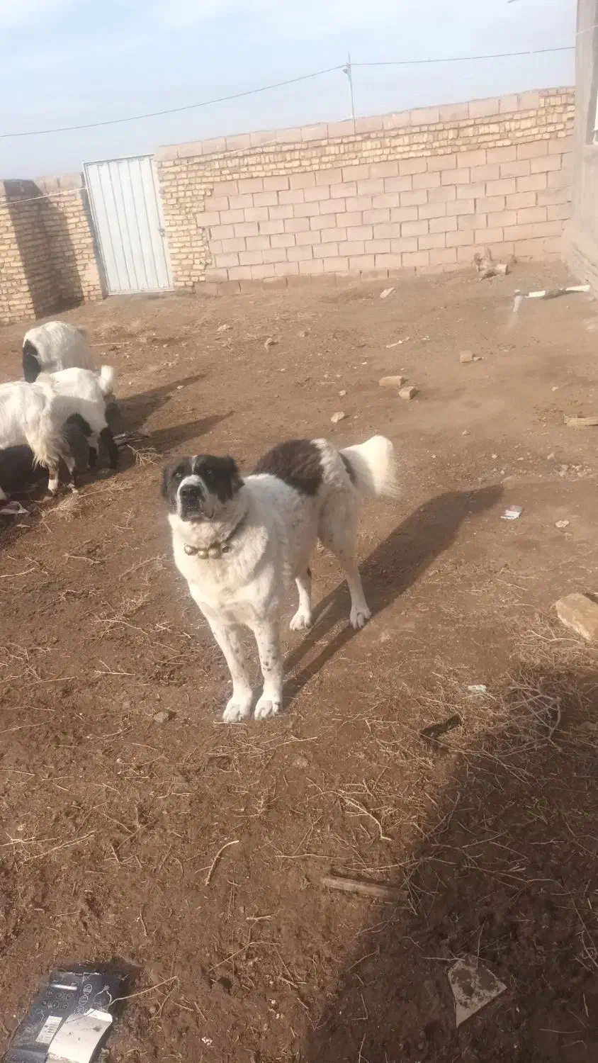 سگ نر|سگ|تربت‌حیدریه, پائین ولایت|دیوار