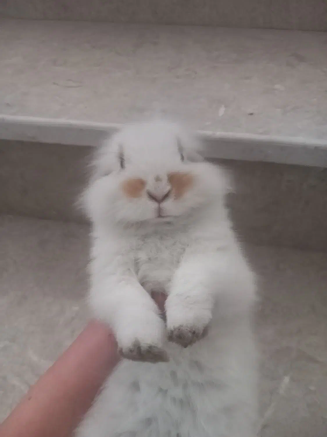 فروش خرگوش مینی لوپ در فیروزکوه با کلیه لوازم|موش و خرگوش|فیروزکوه, |دیوار