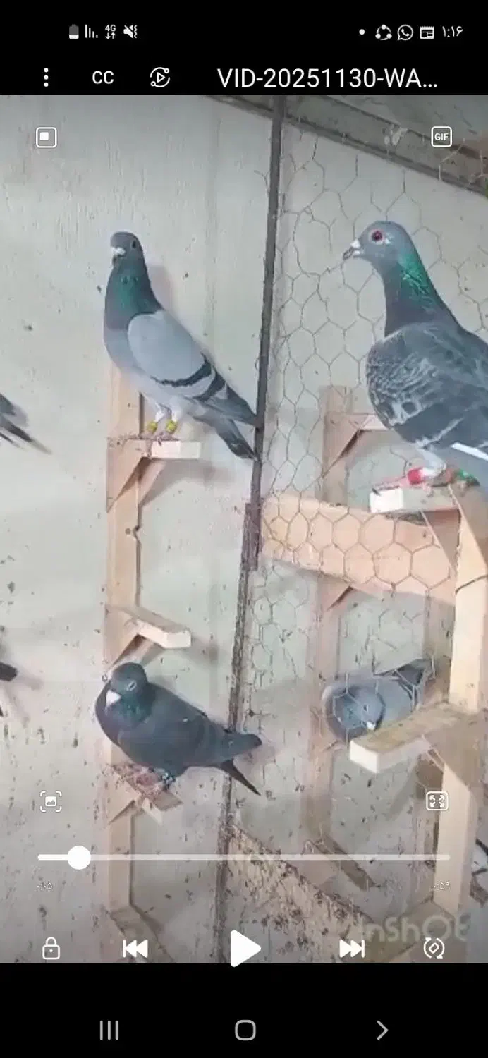 دسته پلاکی شو بازی|پرنده|کوه چنار, |دیوار