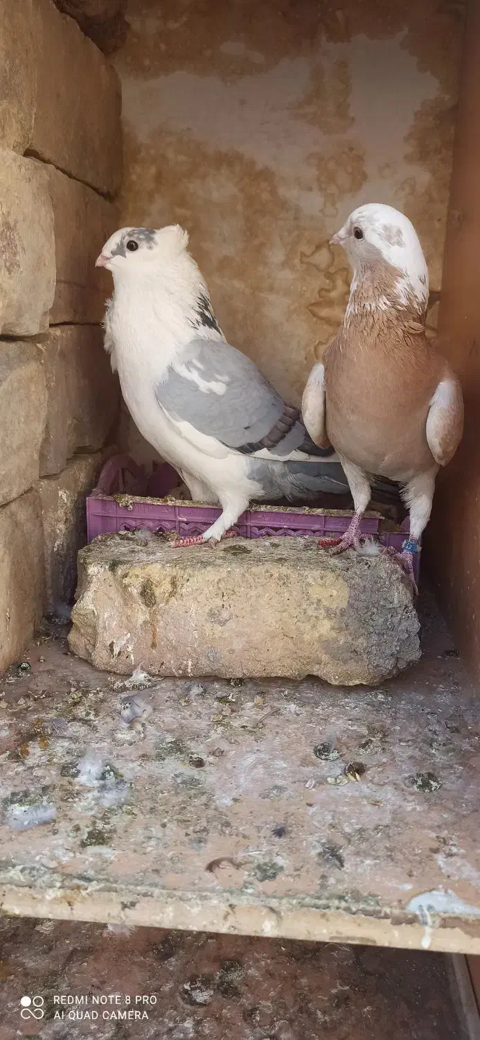 موشی کاکلی|پرنده|سمنان, |دیوار