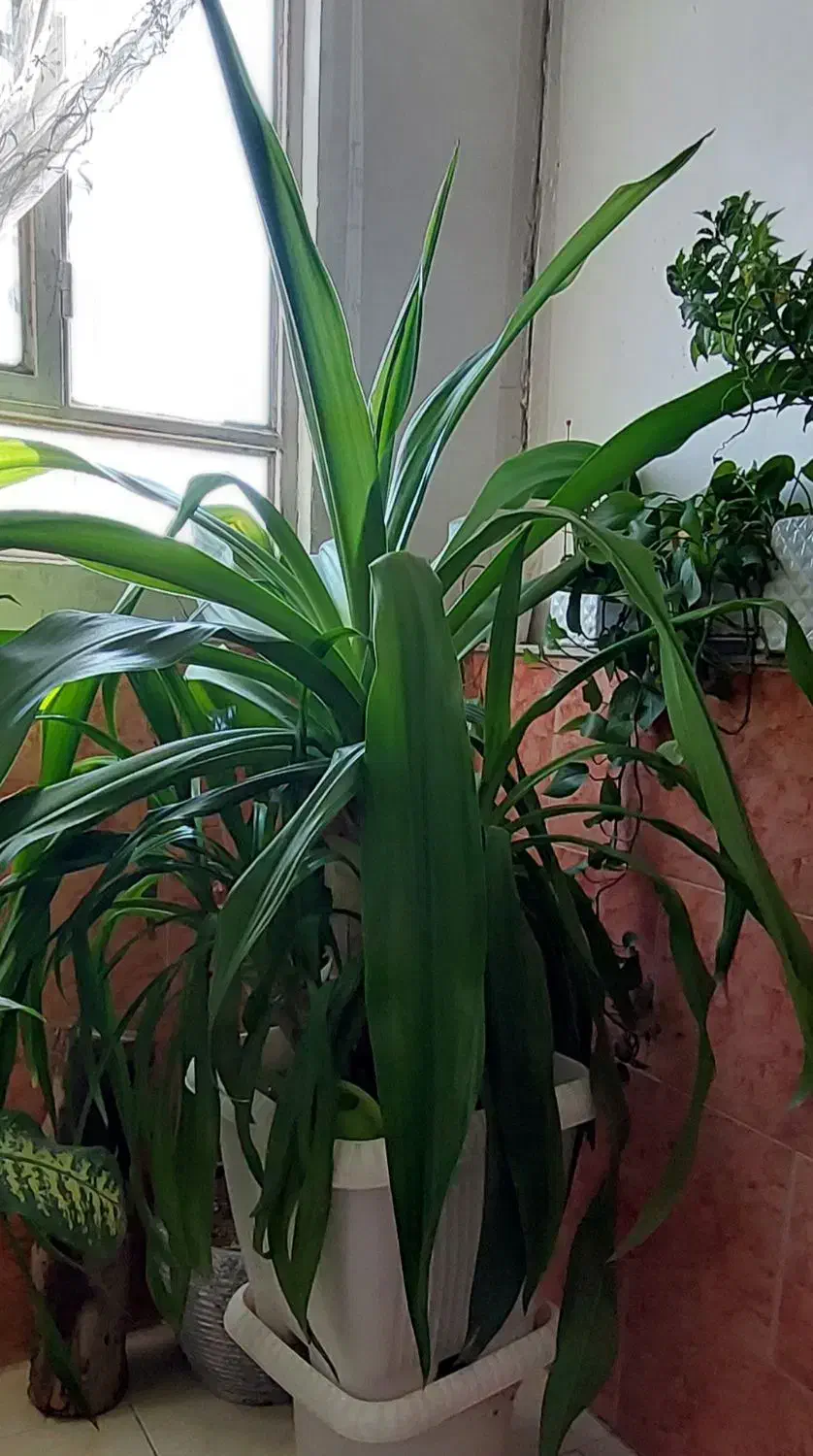 گل آپارتمانی|گل و گیاه طبیعی|یزد, |دیوار