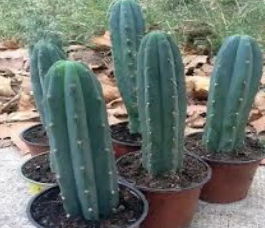 فروش کاکتوس|گل و گیاه طبیعی|شیرود, |دیوار