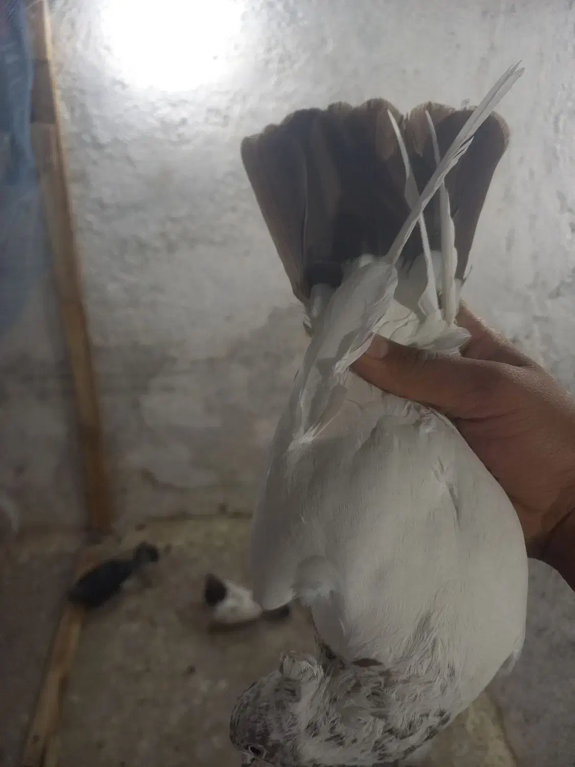 کله دم|پرنده|ایلام, |دیوار