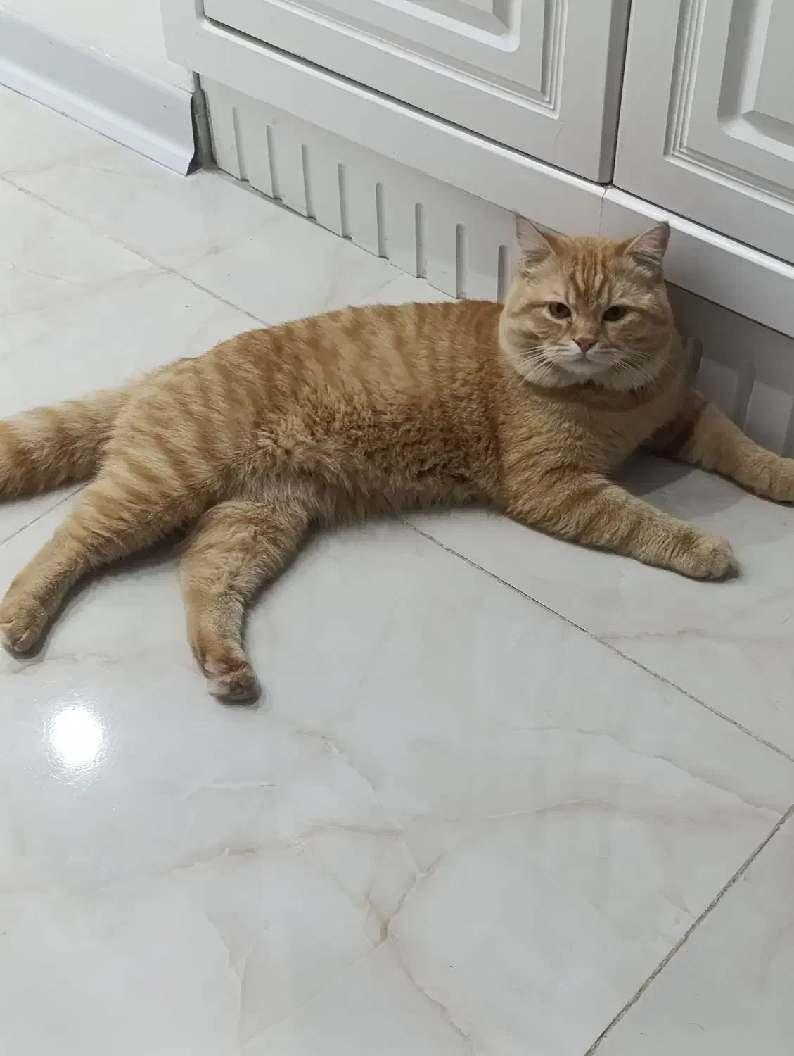 گربه اسکاتیش|گربه|بافق, |دیوار