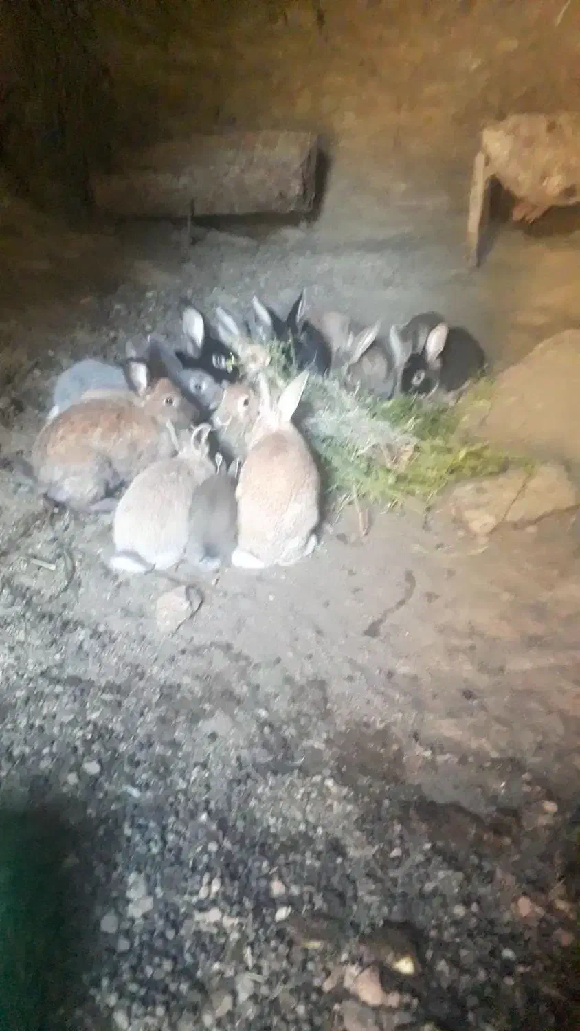 فروش خرگوش|موش و خرگوش|مریوان, |دیوار