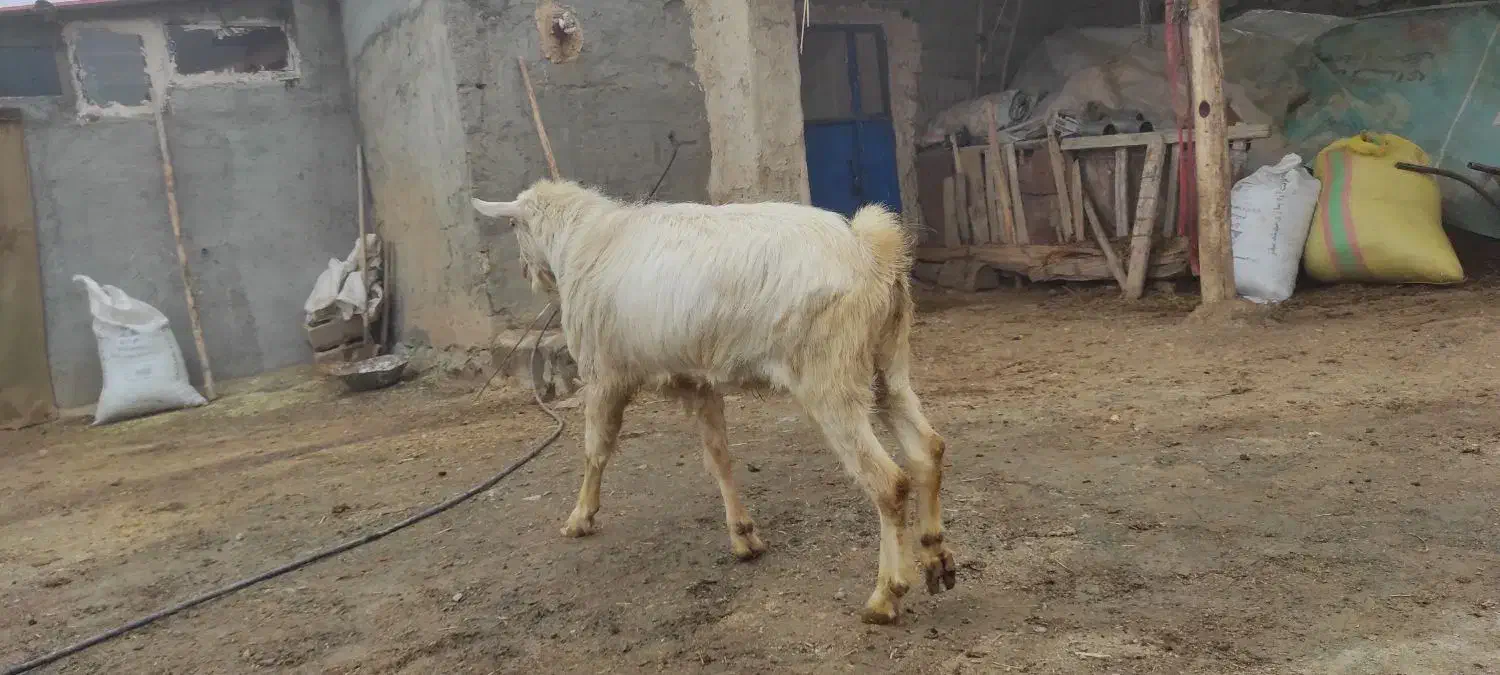 بز سانن نر|حیوانات مزرعه|سرشیو, |دیوار