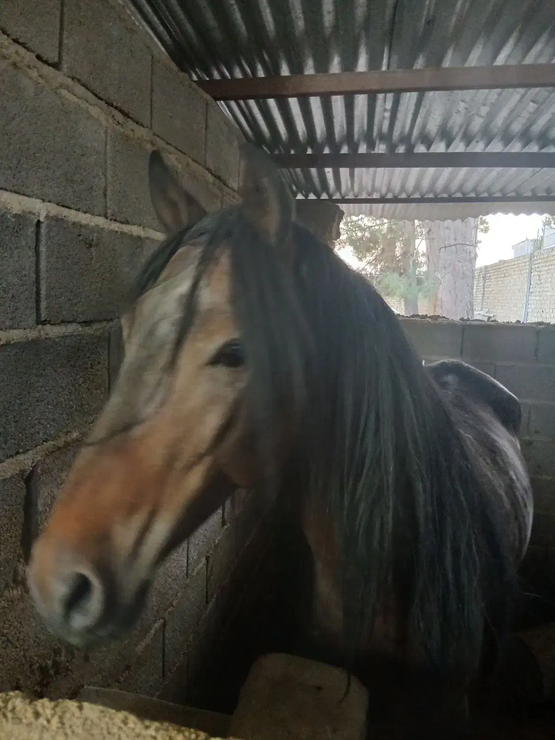 اسب|اسب و تجهیزات اسبسواری|کوار, |دیوار