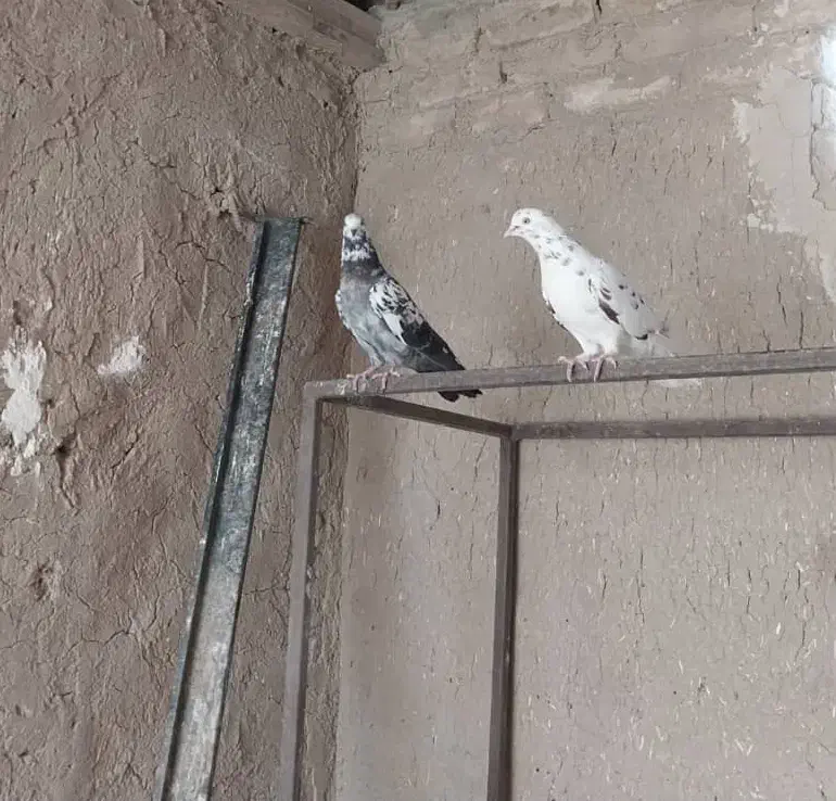 فروش کبوتر|پرنده|اصفهان, جاوان|دیوار