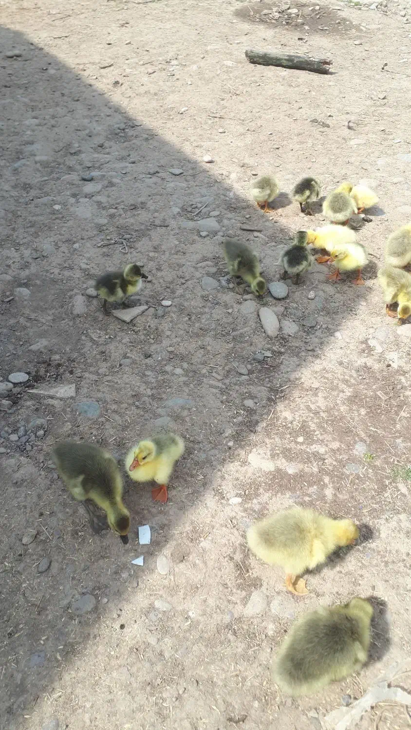 غاز|حیوانات مزرعه|سیاهکل, |دیوار