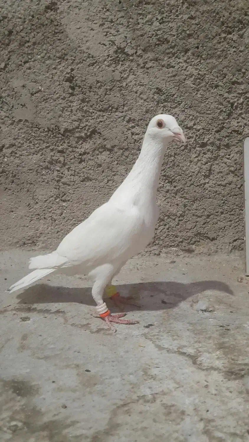 کبوترسفیدماده|پرنده|آشخانه, |دیوار