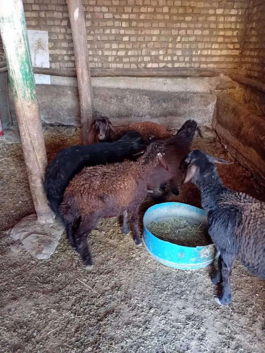 ۰۰۰|حیوانات مزرعه|بران, |دیوار