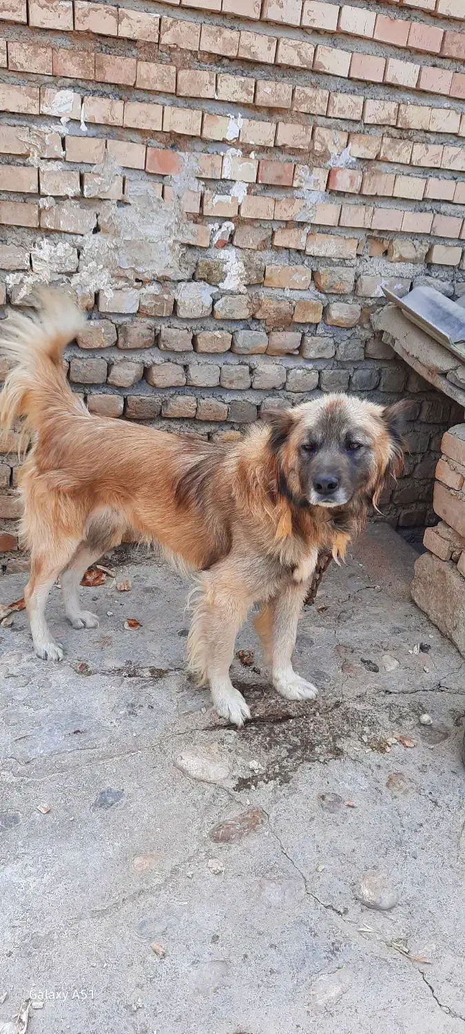 سگ نگهبان.|سگ|آزادشهر, |دیوار