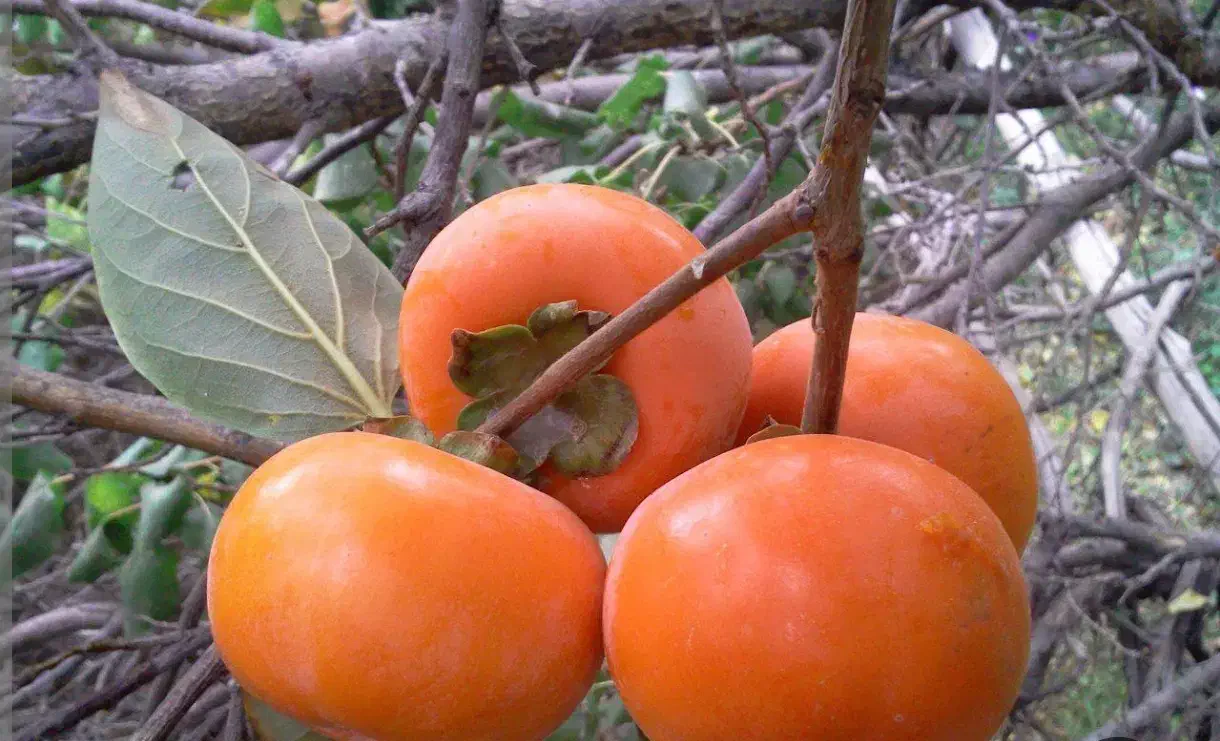 اجاره خرمالو|خوردنی و آشامیدنی|شیراز, قصرالدشت|دیوار