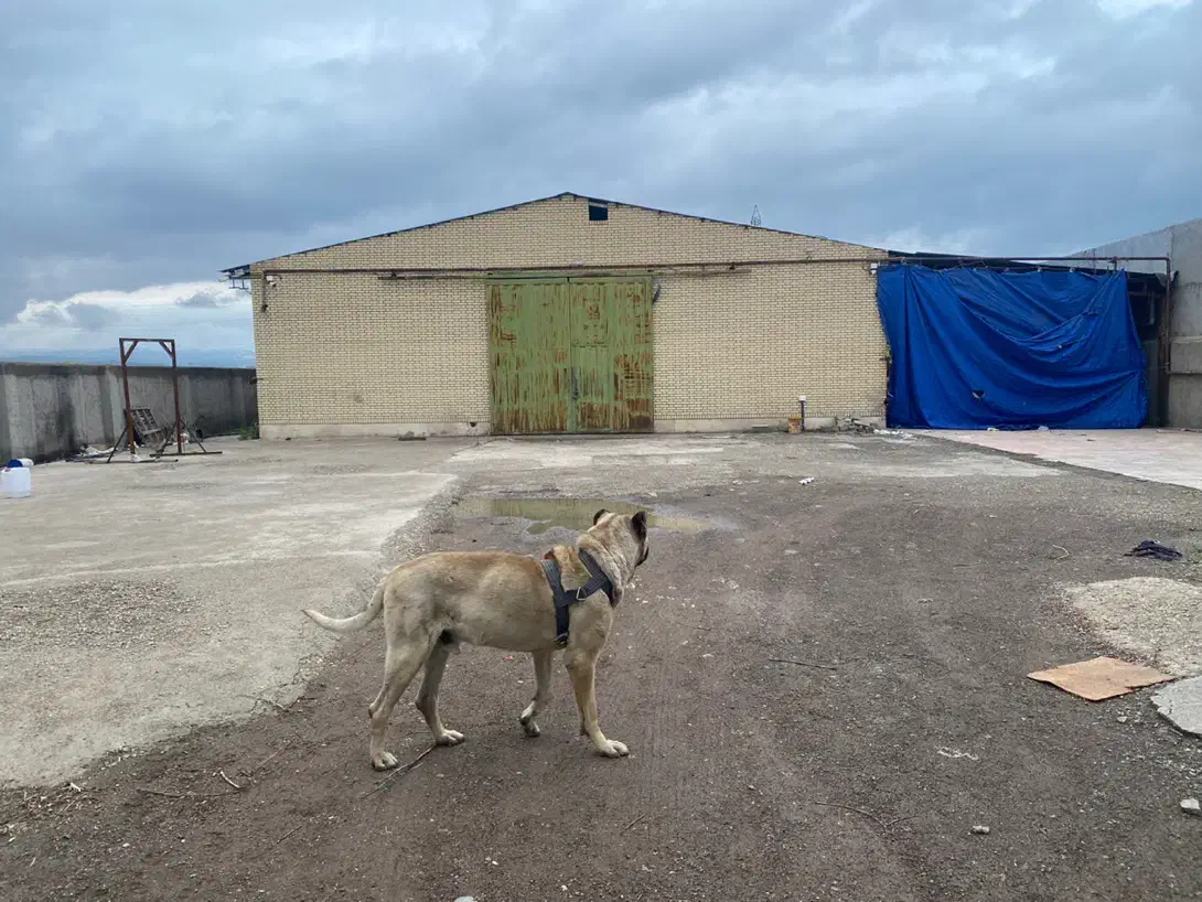 اجاره سوله ۵۵۰ متری در شهرک صنعتی نوجه ده|اجارهٔ دفتر صنعتی، کشاورزی، تجاری|اردبیل, |دیوار