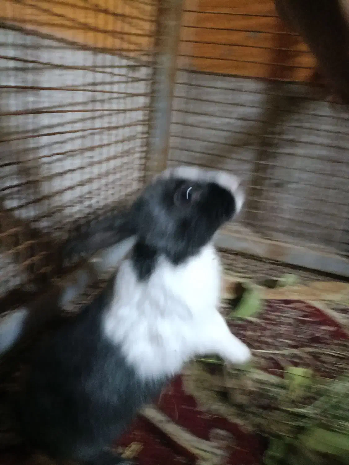 فروش خرگوشی خیلی خوشگل و باهوش|موش و خرگوش|یاسوج, |دیوار